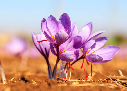 Saffron: The World’s Favorite Flower