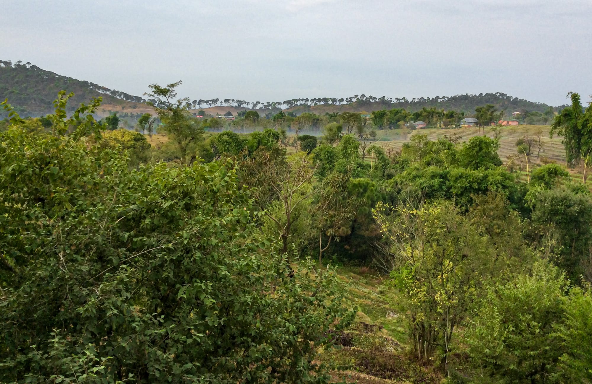 A farm in Himachal, Pradesh
