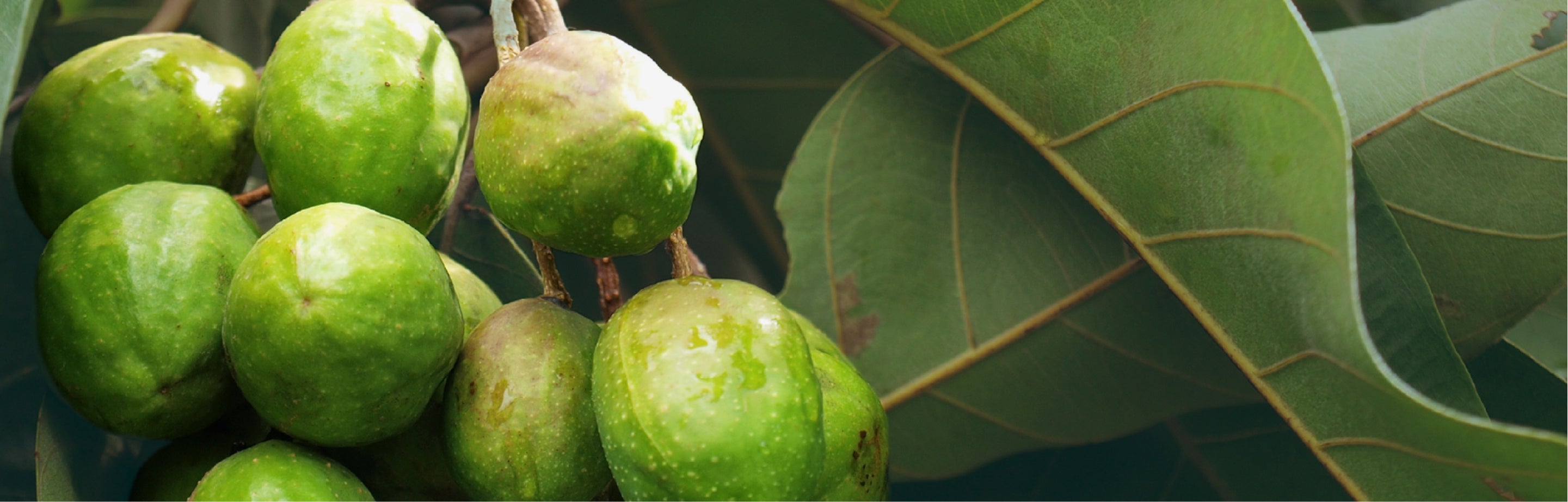 Fruits on a tree with a giant leaf.