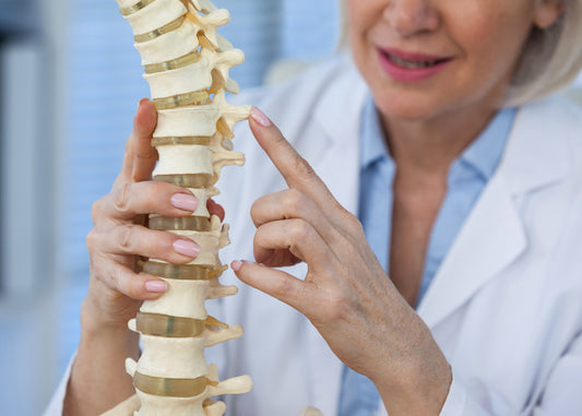 A doctor touching a fake, educational spine. 