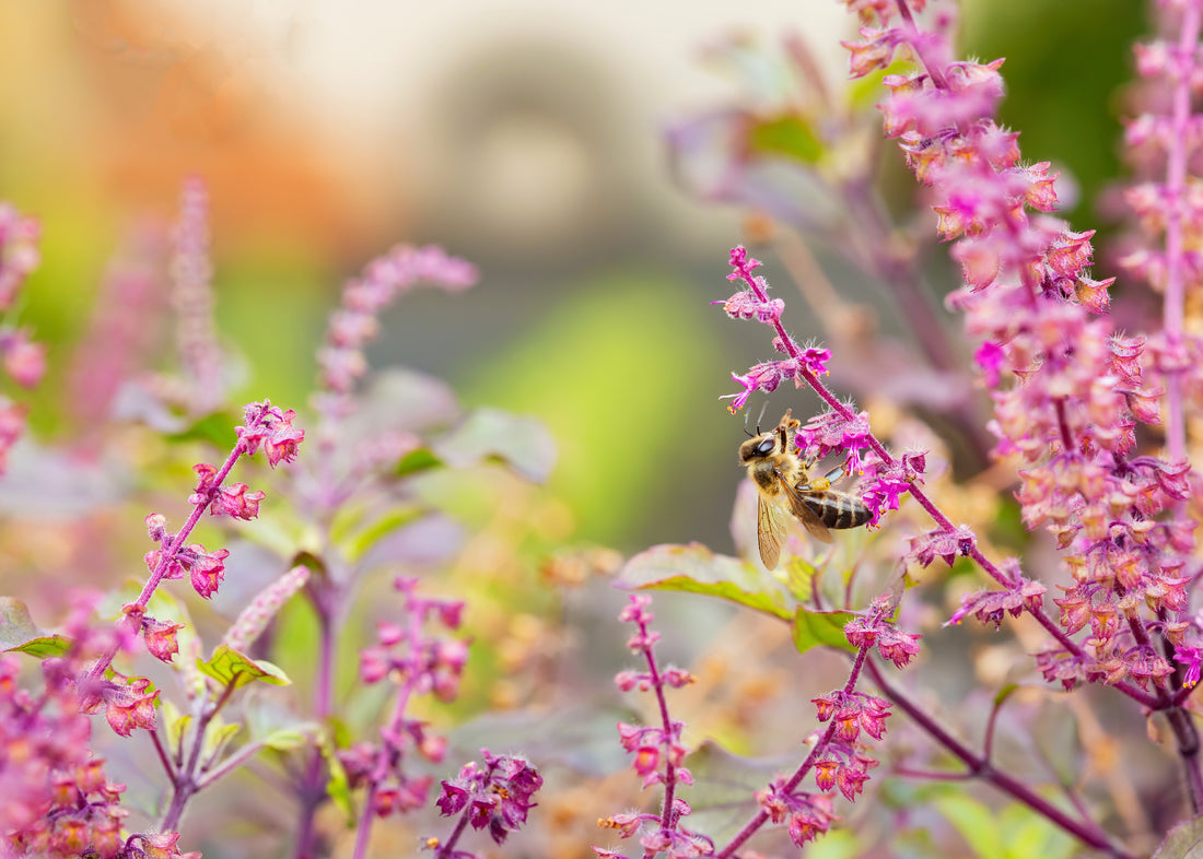 A bee with some tulsi herbs