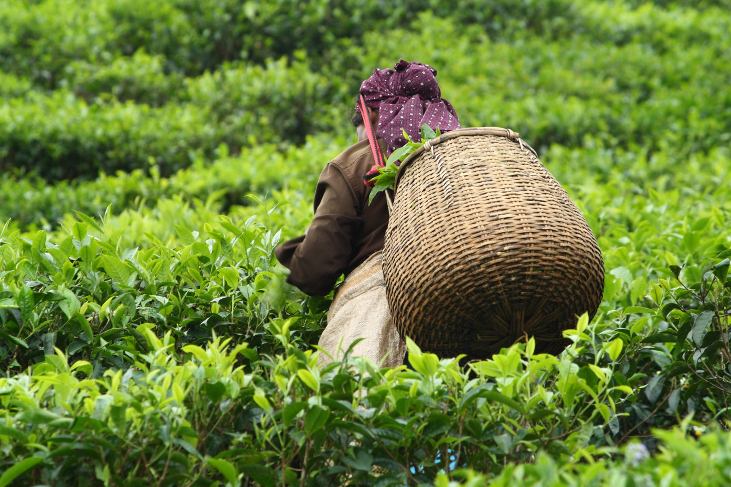 A person picking and transporting ingredients in a basket