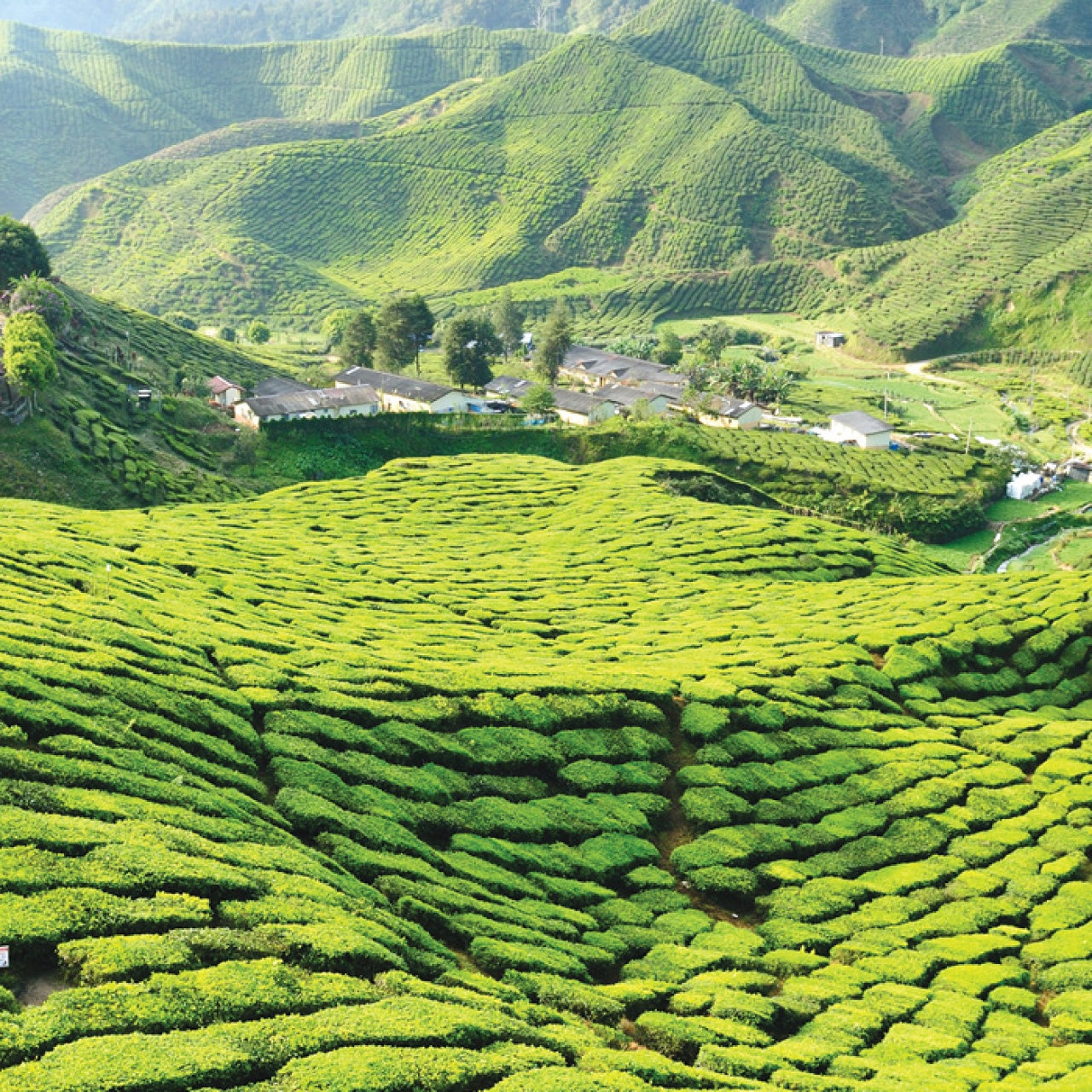 A farm in Himachal, Pradesh