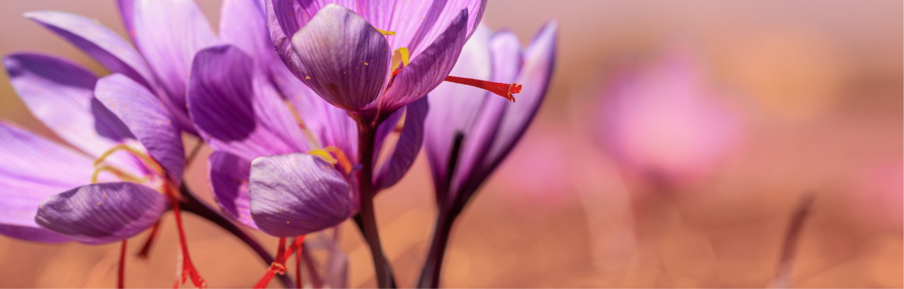 A botanical flower