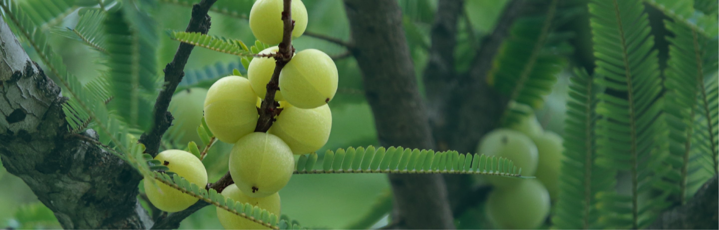 Amla fruits on a tree