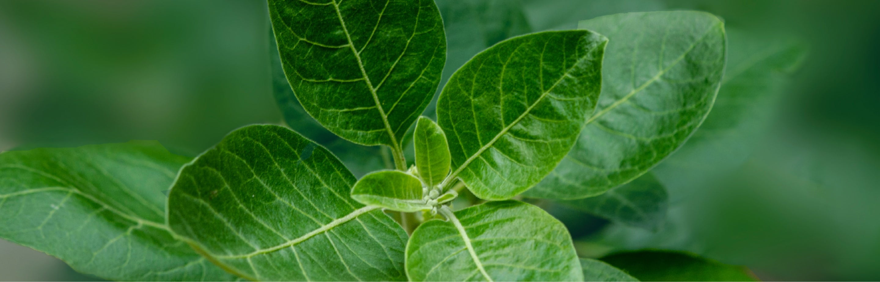 Botanical leaves