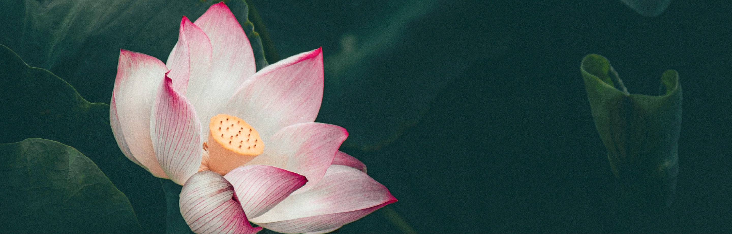 A lotus flower