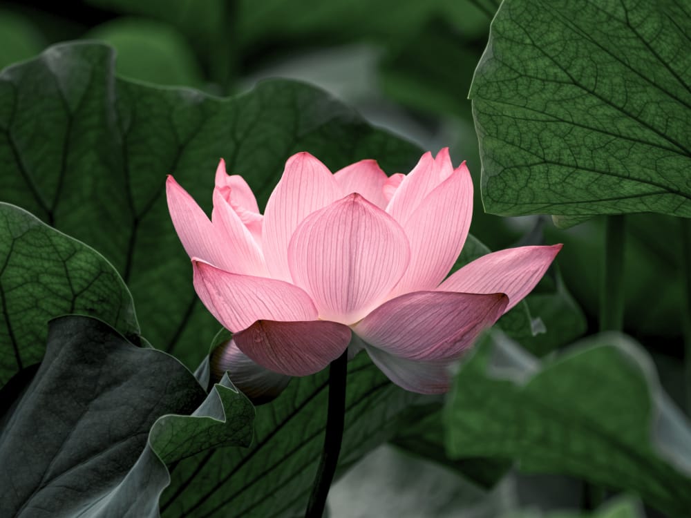 A lotus flower