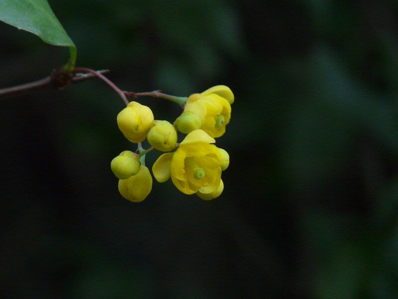 Indian Barberry image by Ayush herbs herbal supplements