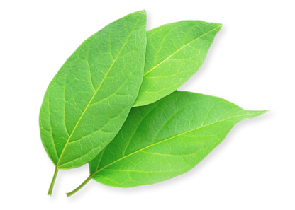 Gymnema Sylvestre leaves by Ayush herbs herbal supplements