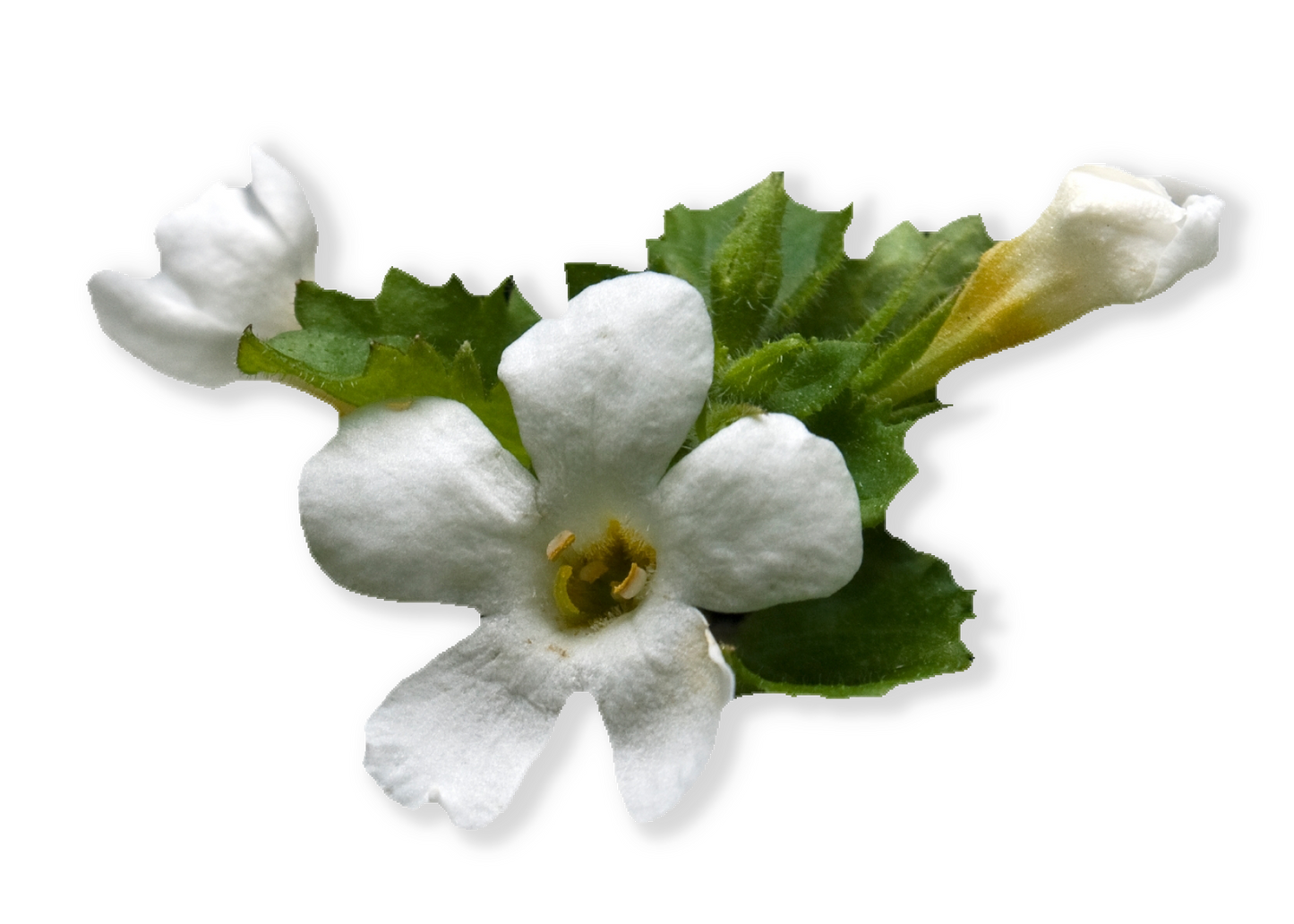 Bacopa flowers by Ayush herbs herbal supplements