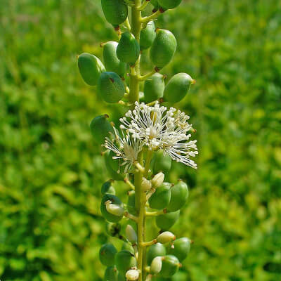 Cimicifuga Racemosa plant image by Ayush herbs herbal supplements